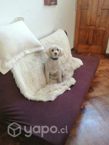 Futon sofá, por cambio