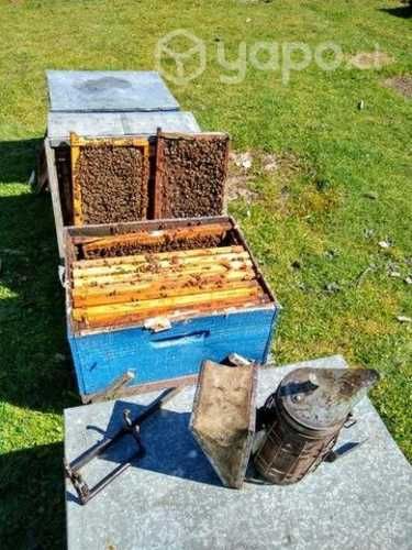 Miel 100% pura traída desde zona precordillerana