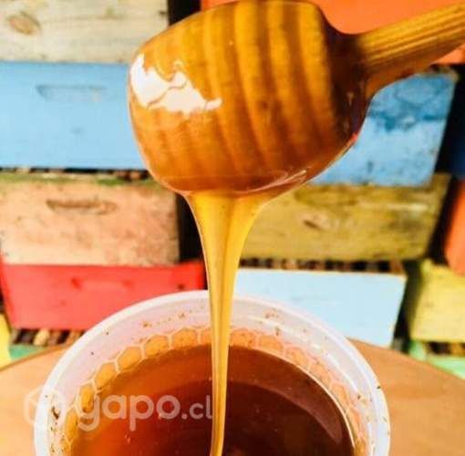 Miel 100% pura traída desde zona precordillerana