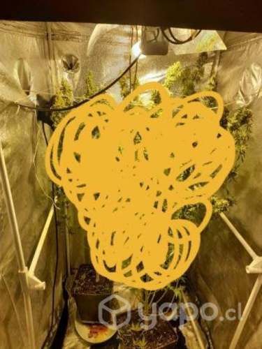 indoor+luz250w+4macetas de regalo