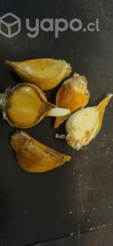 Dientes ajo chilote siembra