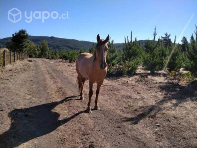 Yegua de 7 años preñada