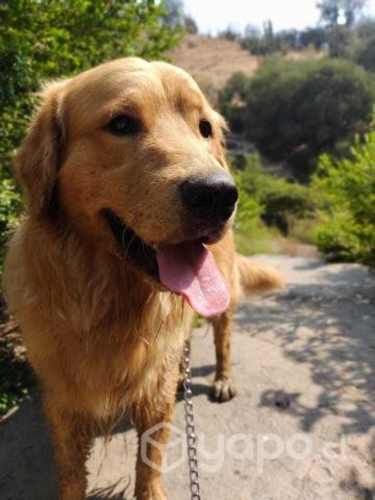Busco NOVIA GOLDEN RETREIVER para mi Goden