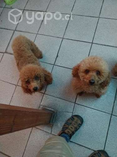 Perro poodle para cruza