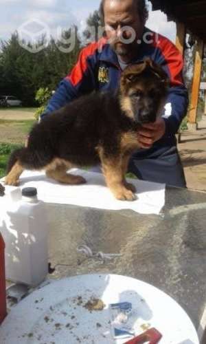 Cachorro pastor aleman