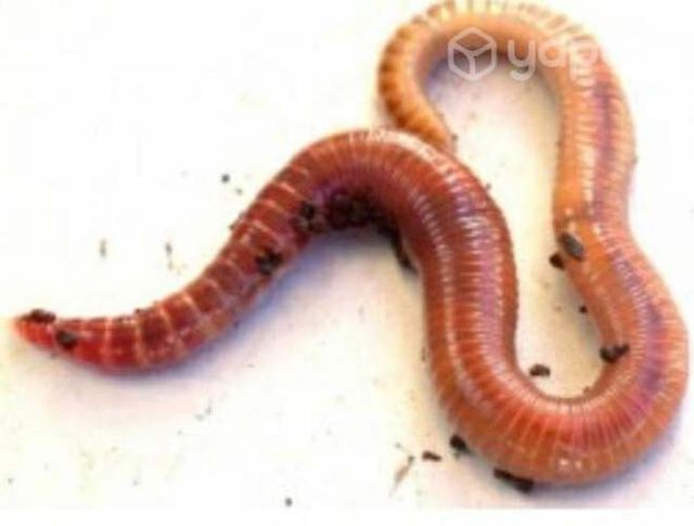 Lombrices Chilenas para pesca Tradicional efectiva
