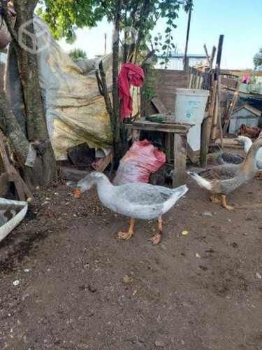 V. Gansos en Los Muermos