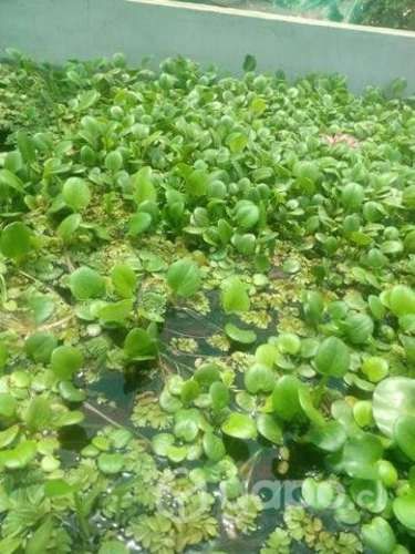 Plantas para estanques o piletas