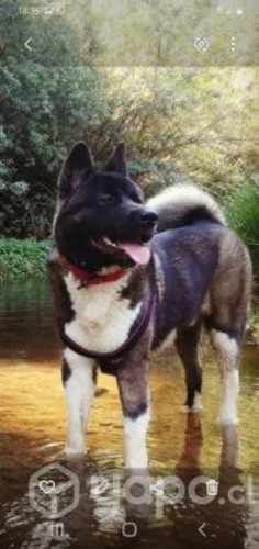 Perro akita amerikano para cruza