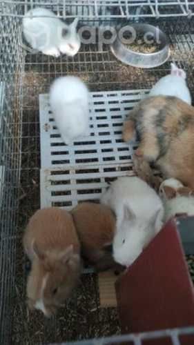 Conejos cabeza de león