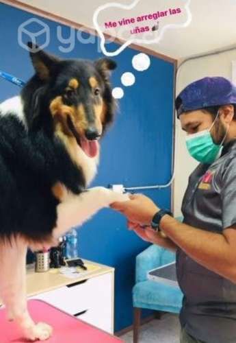 Corte de uñas de perros