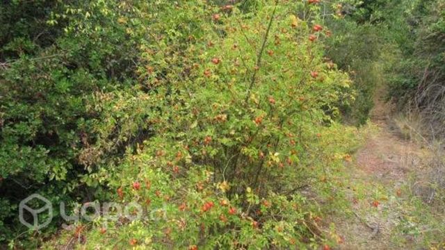 Parcela 5.5 has sector Vilches San Clemente