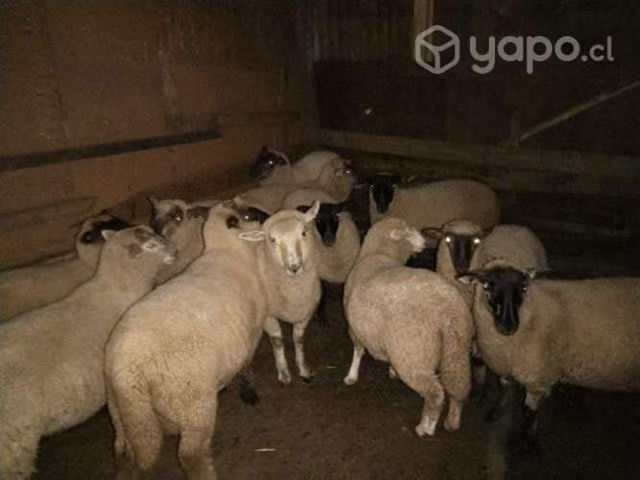 Corderos para navidad o año nuevo