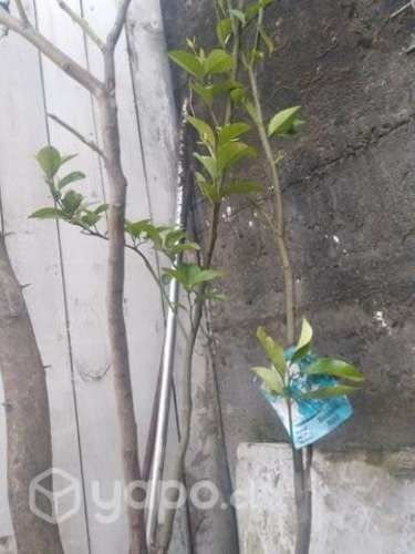 Árboles cítricos y manzanos