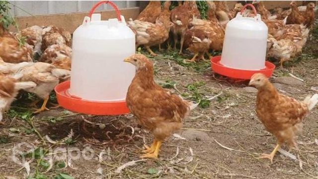 Pollita ponedora 10 sem