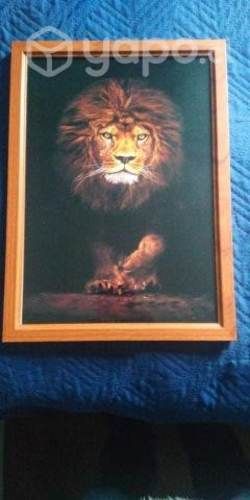 Cuadro Decorativo Leon