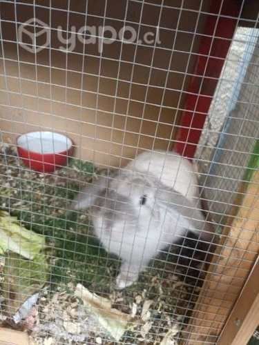 Conejito de 6 meses aprox