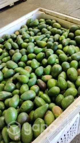 Palta hass chilena por mayor