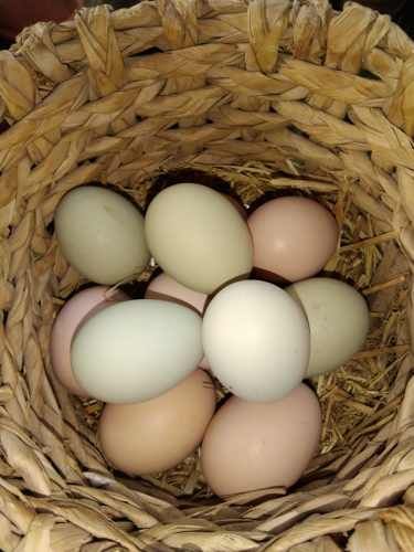 Huevitos 100% orgánicos