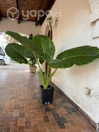 Manto de eva gigante