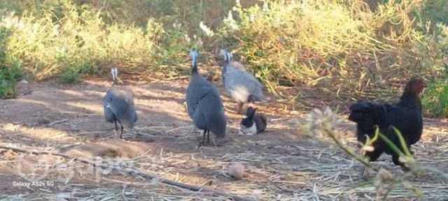 Gallineta castellana pareja o macho solo