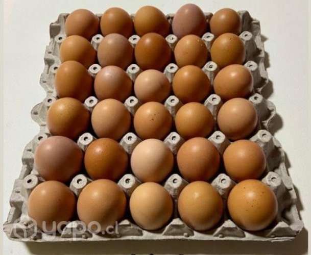 Bandejas de huevitos frescos de campo