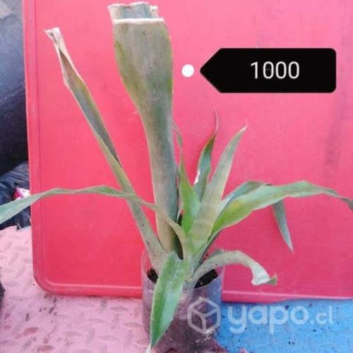 Plantas echas en casa