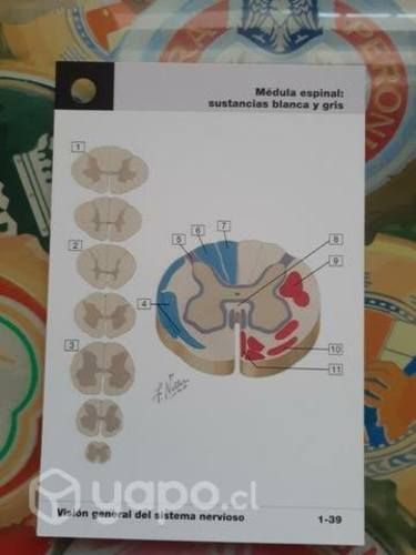 Netter Flashcards de Neurociencia 3ra ed. Usadas