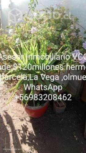 3400mts la Vega olmue, 3 casas más terreno