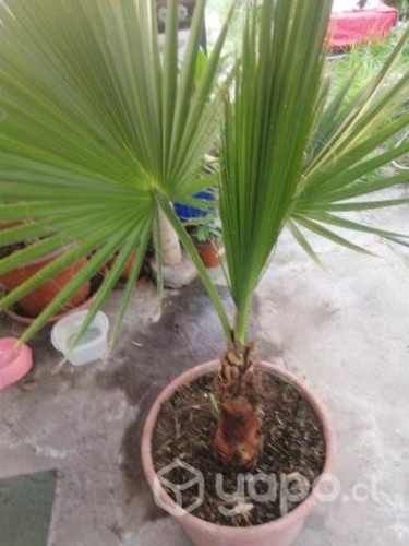 Hermosa Palmera Abanico
