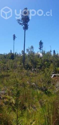 Parcela de agrado en Los Muermos, Décima región