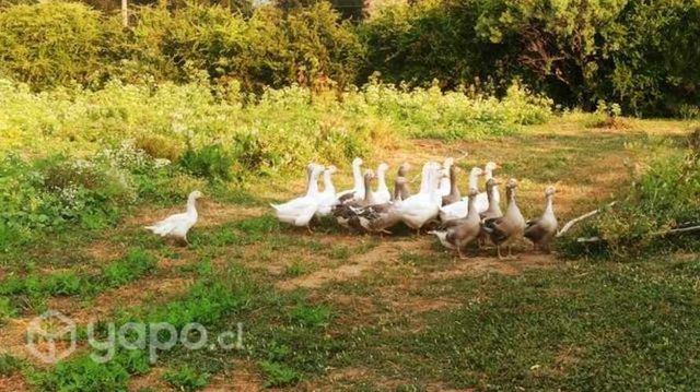 Lote de 16 gansos 1 año