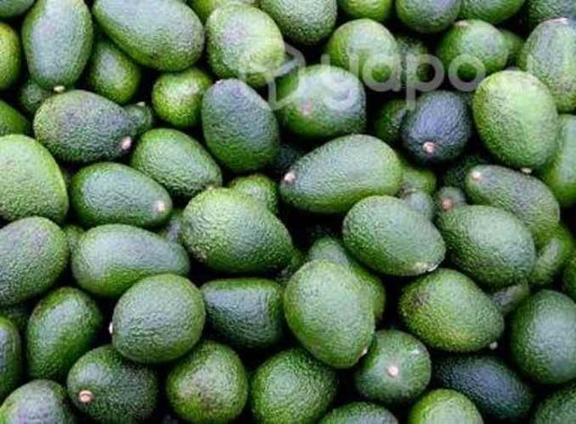 Paltas y Limones Chile, desde 25 kg.desp. gratis