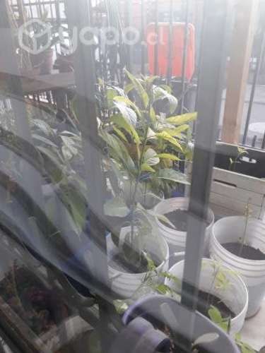 Paltos en crecimiento