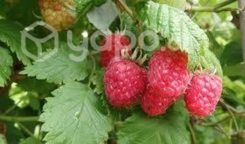 Frambuesas de la Huerta