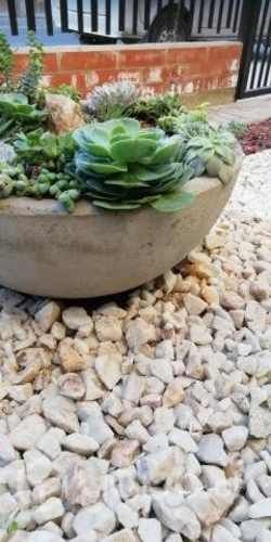 Suculentas en macetero de cemento