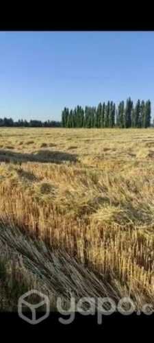 Parcela excelente .a pasos de parral