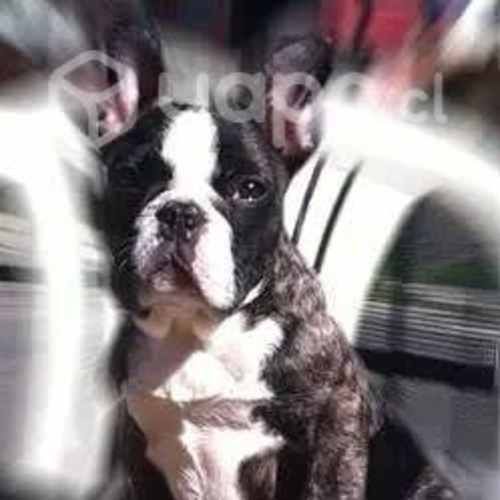Bulldog francés busca novia