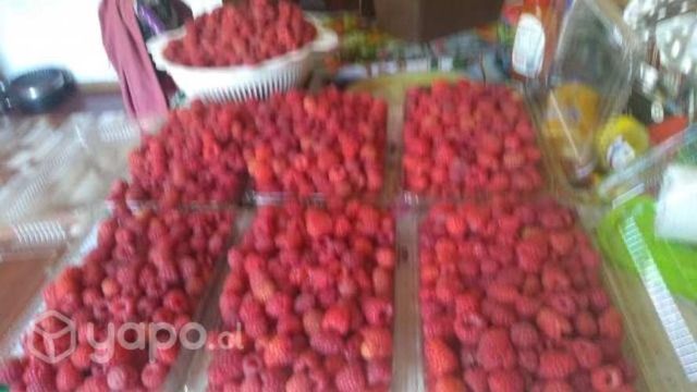 Frambuesas por bandejas a 3000