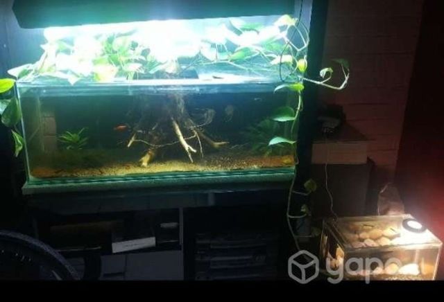 Acuario completo 1.10x30x40