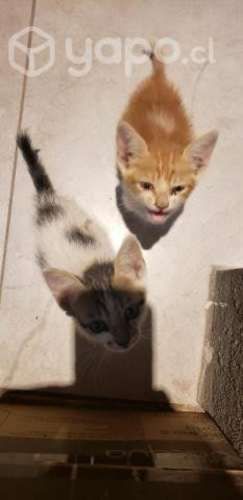 Se regalan gatitos son 2