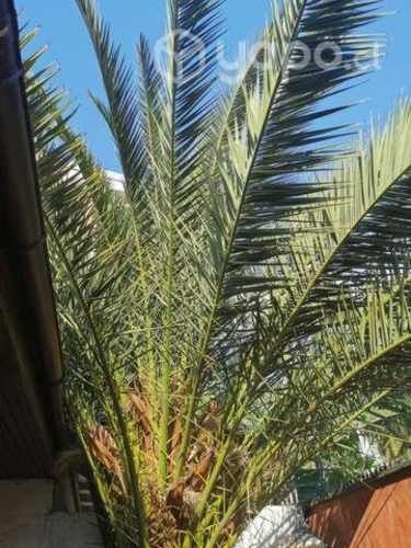 Palmera grande altura 10 metros