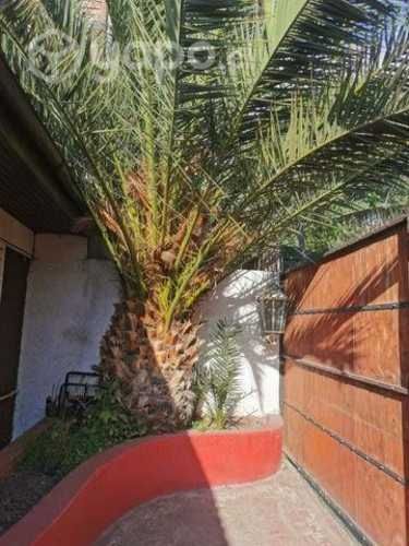 Palmera grande altura 10 metros