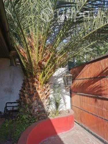 Palmera grande altura 10 metros