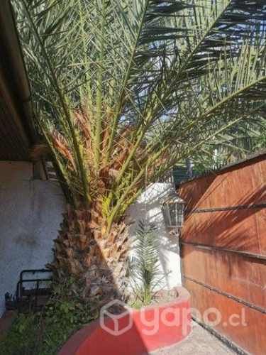 Palmera grande altura 10 metros