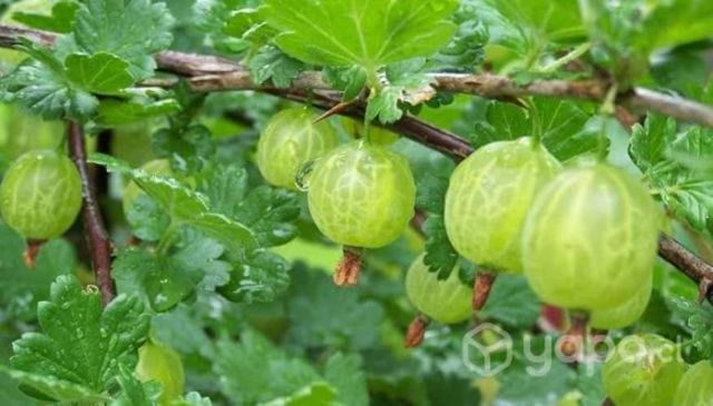 Plantas de Grosellas