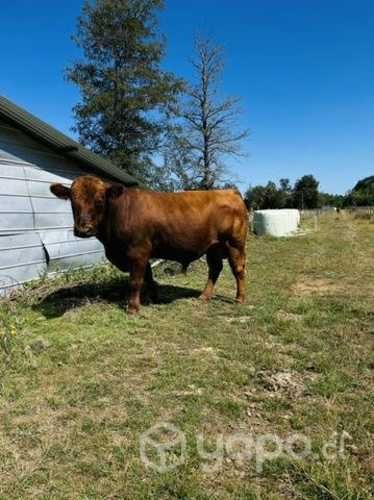 Toro angus rojo