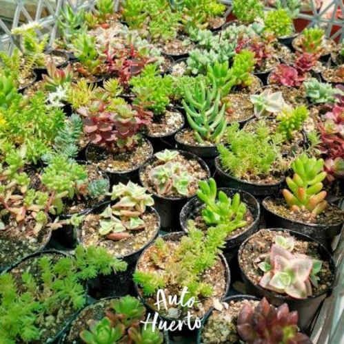 Pack 25 Und Mini Suculentas En Maceta Negra