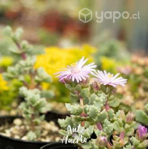 Pack 25 Und Mini Suculentas En Maceta Negra