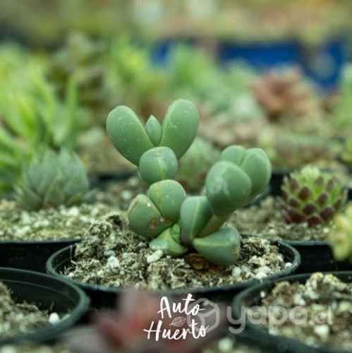 Pack 25 Und Mini Suculentas En Maceta Negra